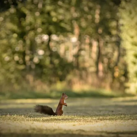 Angerresidenz Hotel Zwiesel