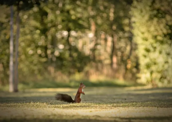 Angerresidenz Hotel Zwiesel